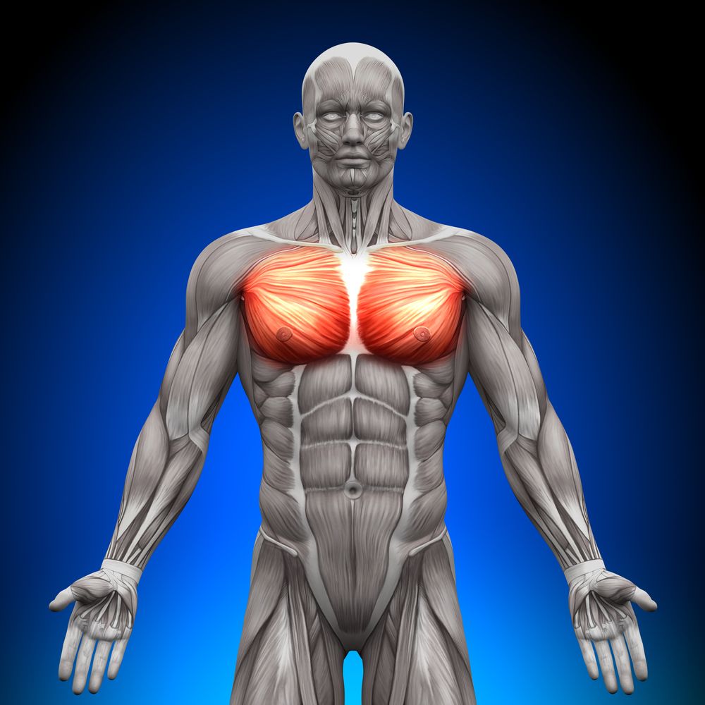 Musculatura del cuerpo humano