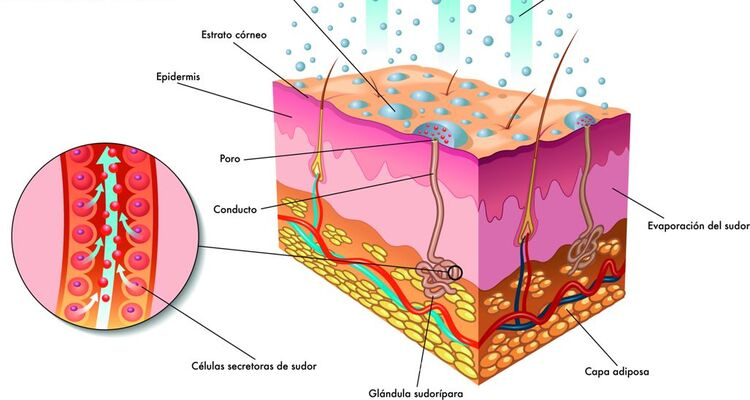 El secreto para controlar la sudoración excesiva: tratamiento con toxina botulínica