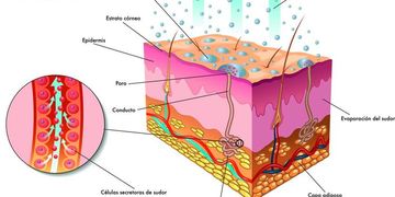 El secreto para controlar la sudoración excesiva: tratamiento con toxina botulínica