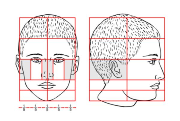 proportions-of-a-head-3.jpg