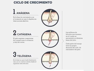 Ciclo de crecimiento del cabello