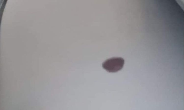 12481