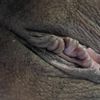 Tengo unos bultitos sobre el clitoris