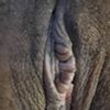 Tengo unos bultitos sobre el clitoris