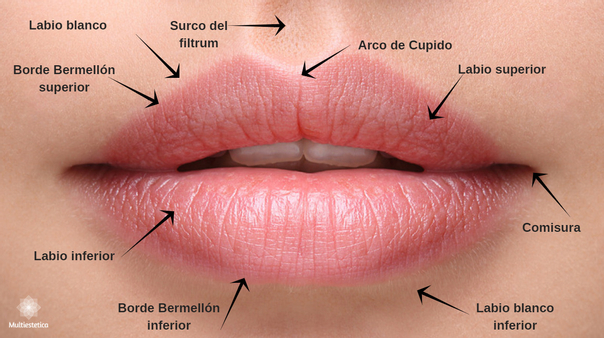 Anatomía de los labios